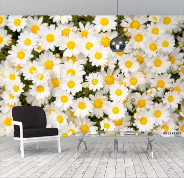 Bild på Lovely blossom daisy flowers background